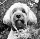 Helen H.' Cute Dog picture
